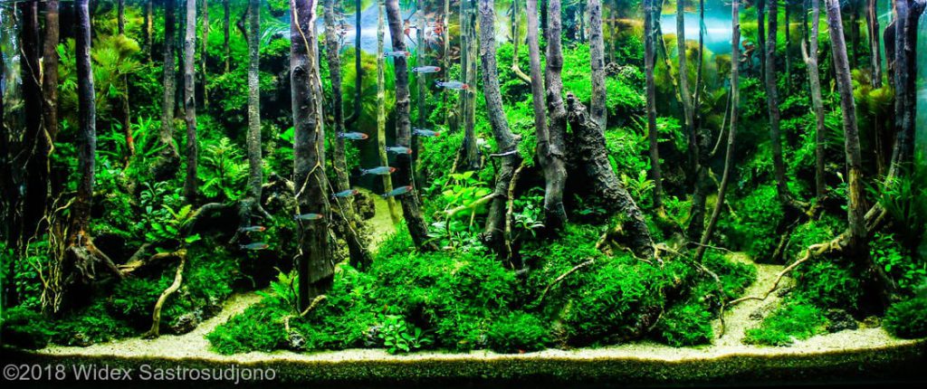 aquascaping-driftwood-planted-tank-4