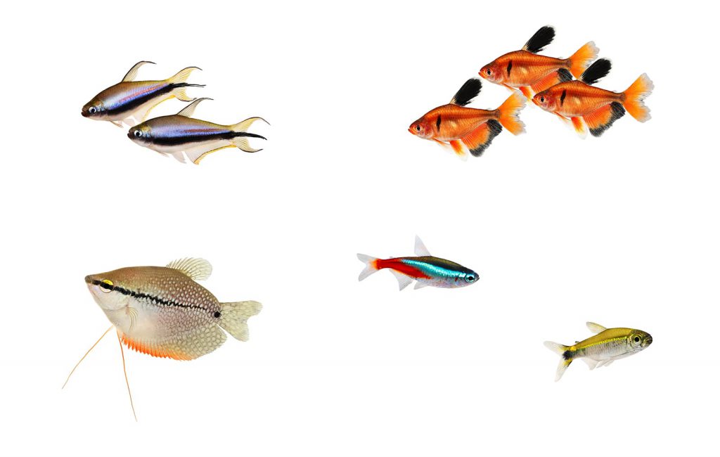 aquascaping-fish