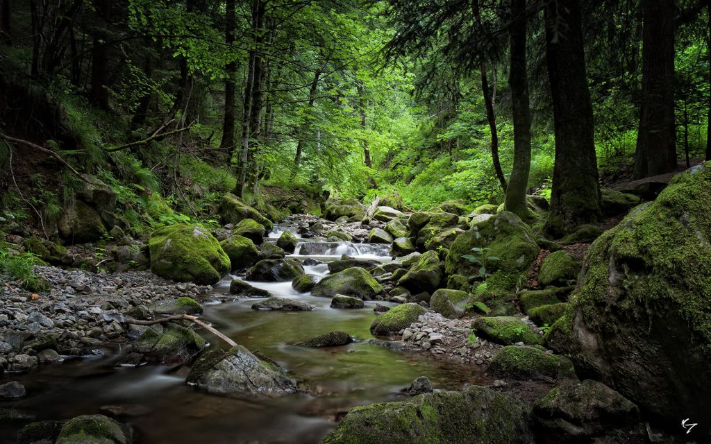 aquascaping-inspiration-nature-1
