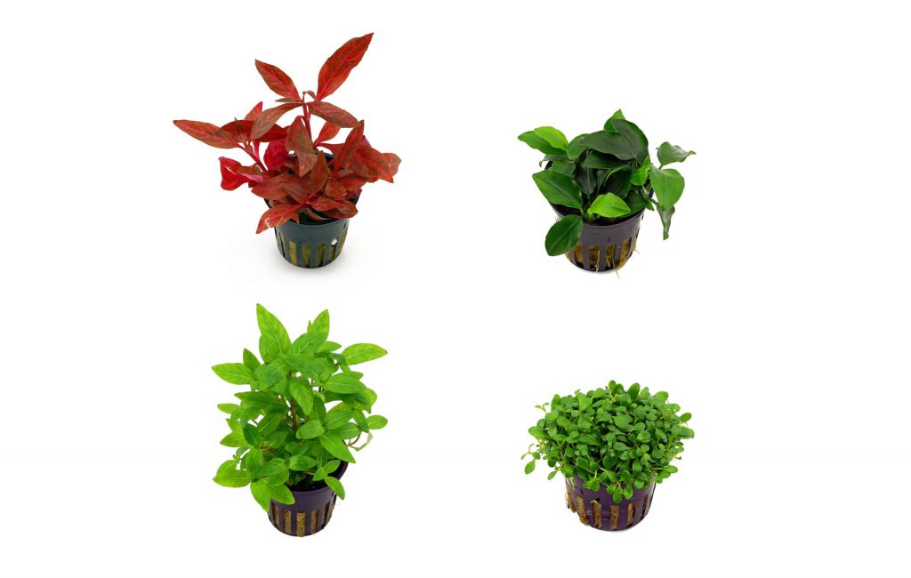 aquascaping-plants