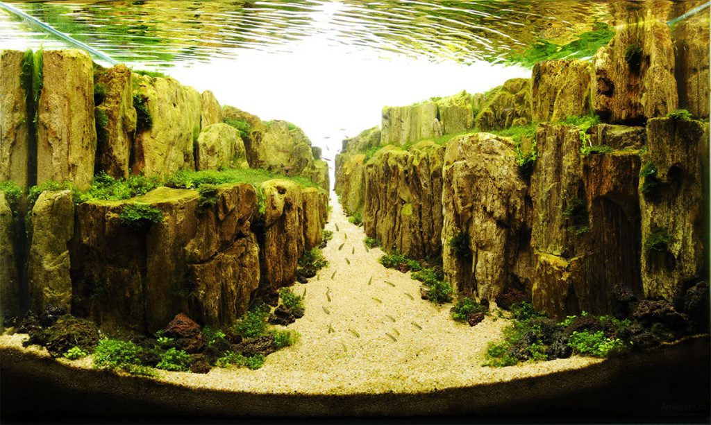 aquascaping-scale-beginners Aquascaping Tips