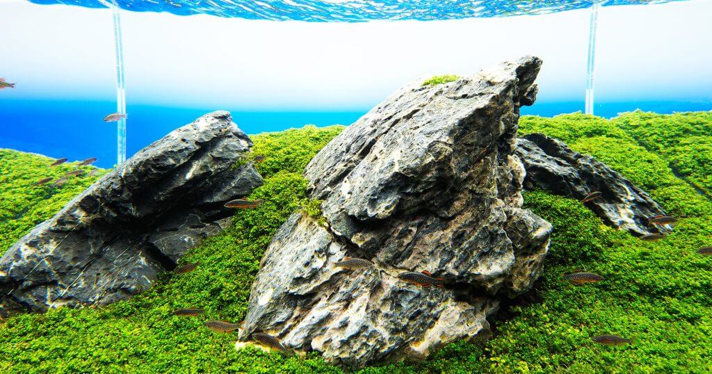 aquascaping-styles-iwagumi-aquarium
