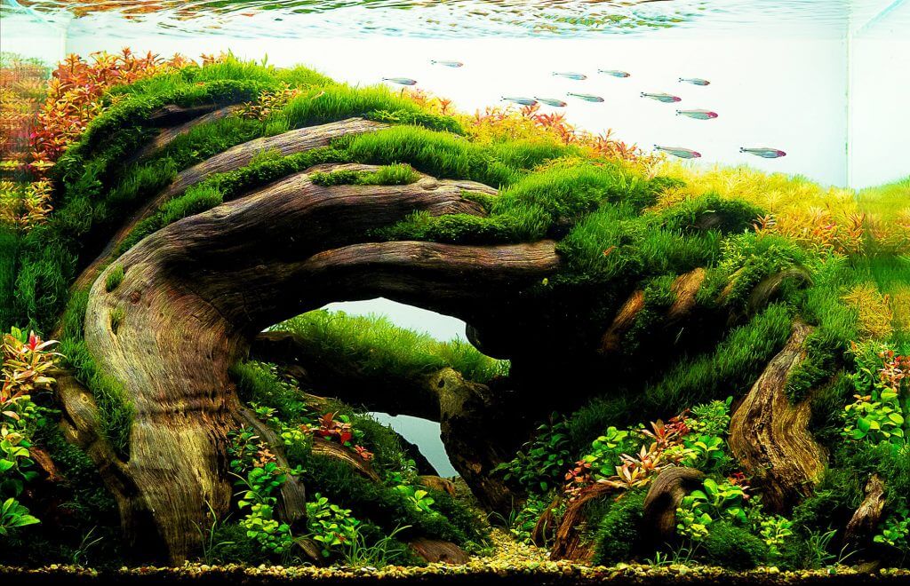 aquascaping-styles-nature-aquarium-contrast