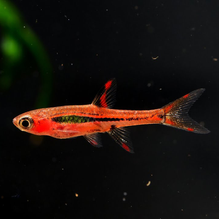 Boraras brigittae