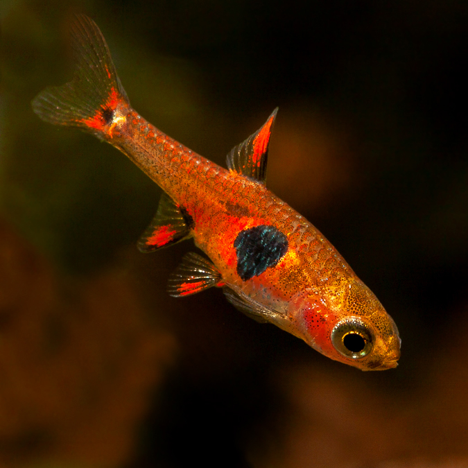Boraras naevus