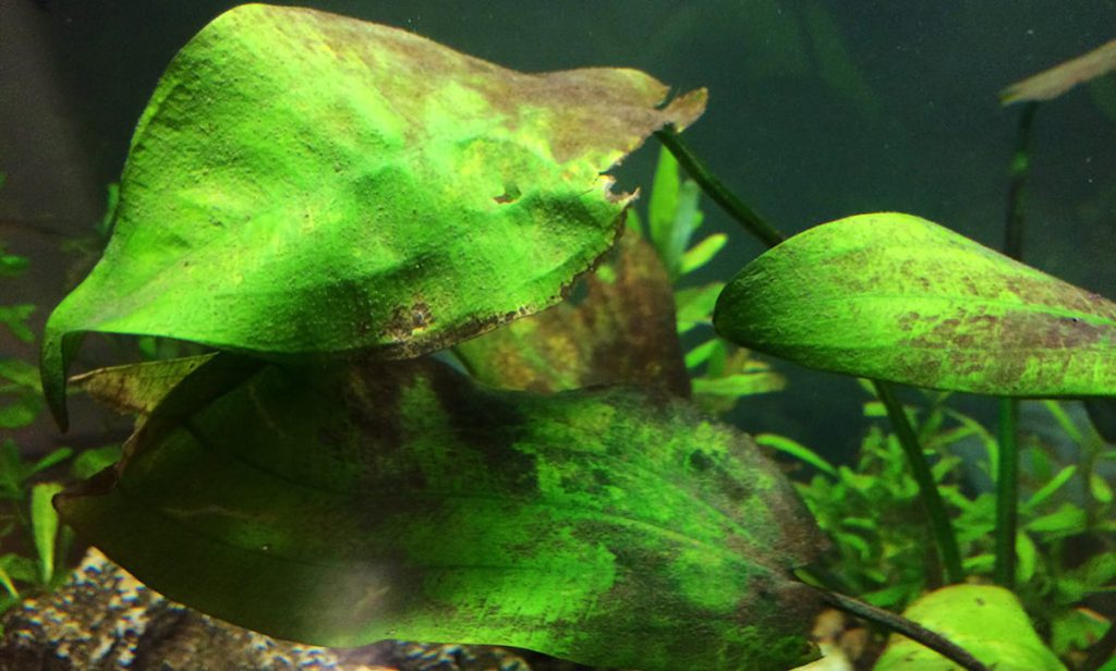Brown Aquarium Algae