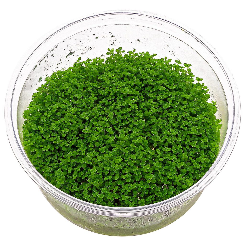 hemiantus-callitrichoides-hc-cuba-aquascaping
