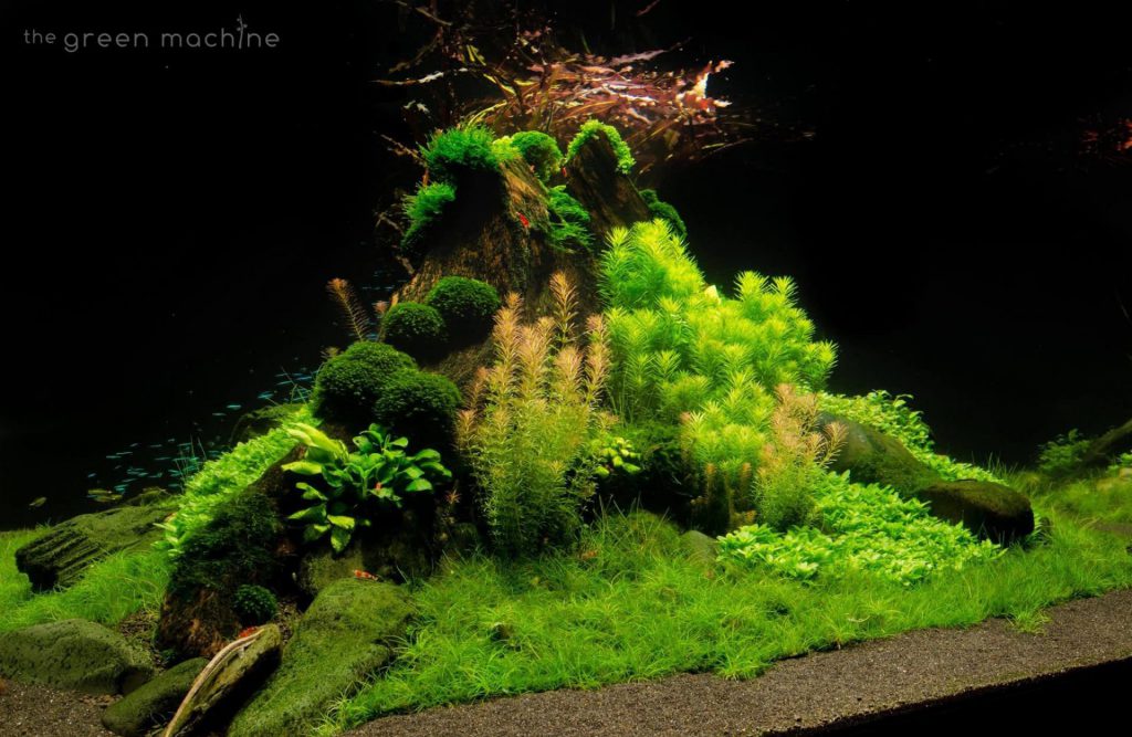 hemiantus-callitrichoides-hc-cuba-aquascaping