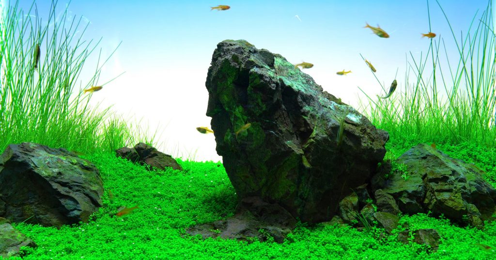 manten-stone-iwagumi