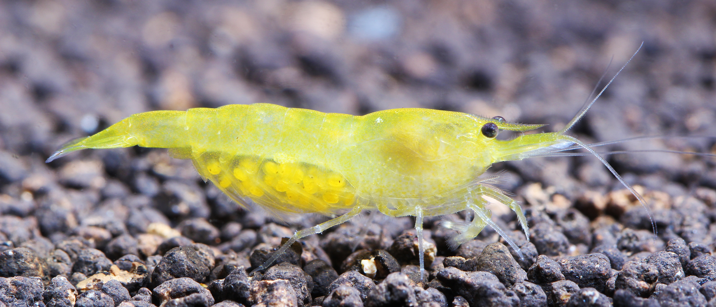 Neocaridina shrimp female with eggs.
