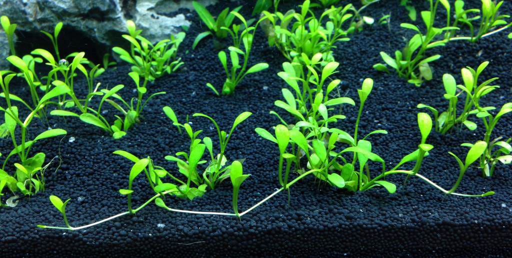 planted-tank-substrate-aquascaping-plants