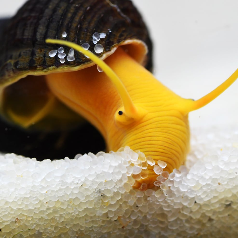 Rabbit snail (Tylomelania sp.)