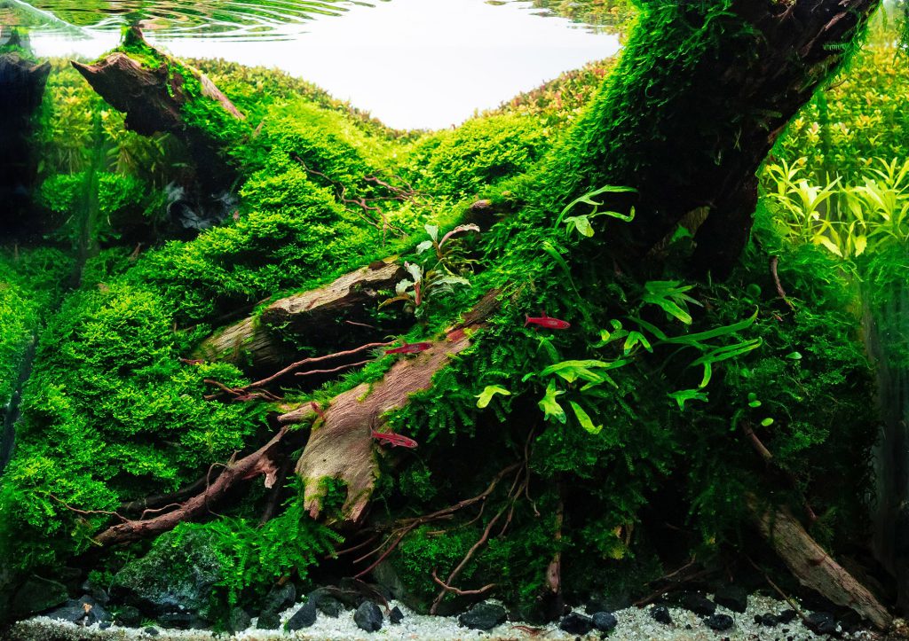relationship-driftwood-rocks-aquascaping