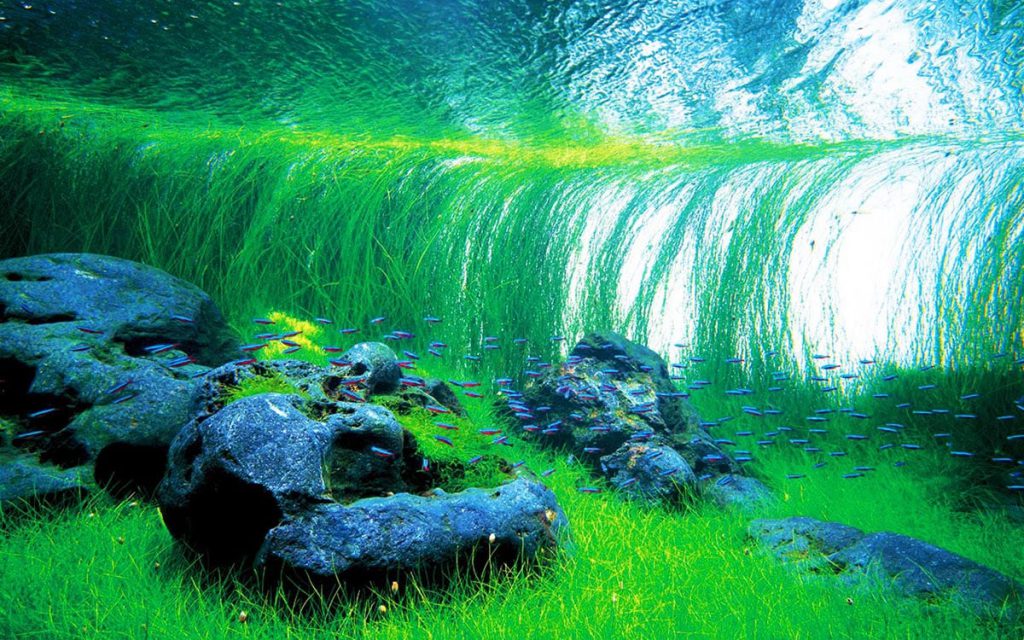 Nature Aquarium created by Takashi Amano.