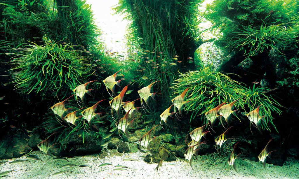 takashi-amano-nature-aquarium-lisbon-portugal