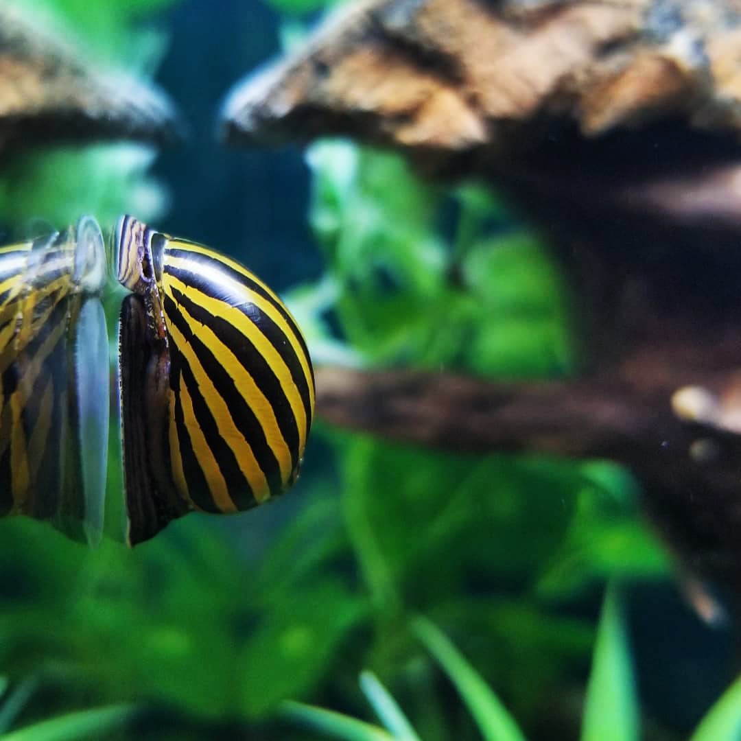 Zebra Nerite (Neritina natalensis)